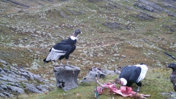 Un ennemi devenu emblème: des paysans colombiens se réconcilient avec le condor des Andes