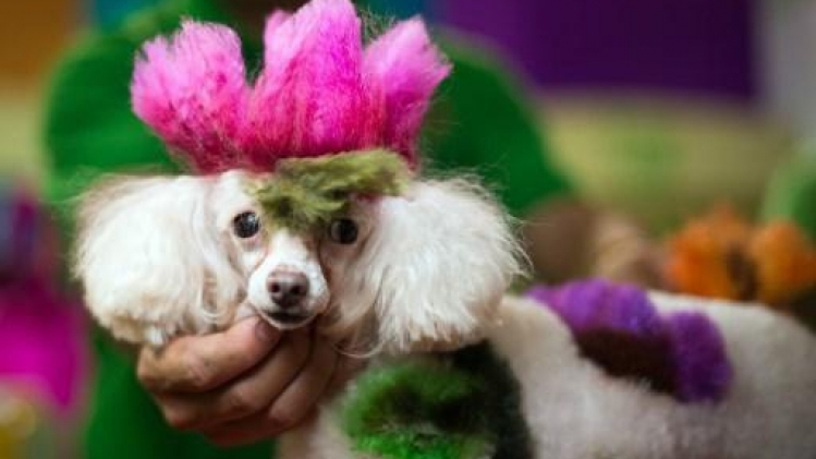 Alimentation animale: un fabricant gantois reprend une entreprise néerlandaise