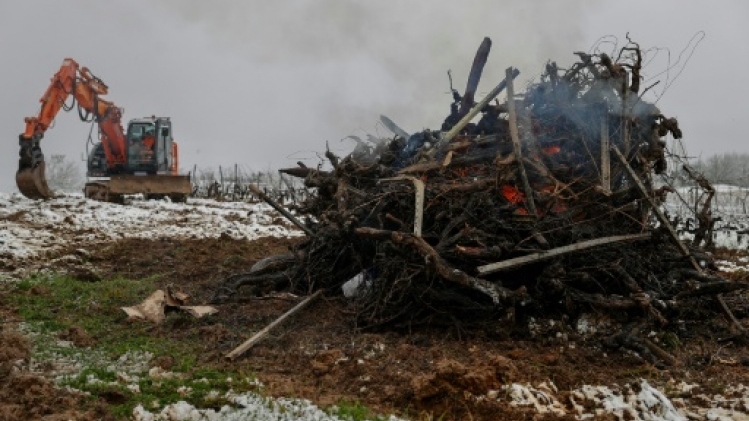Crise viticole: près de 8.000 hectares voués à l'arrachage dans le Bordelais