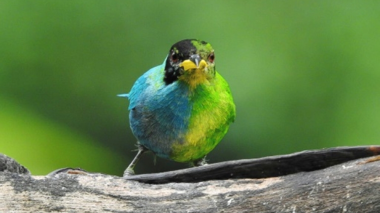Moitié femelle, moitié mâle, un rare oiseau observé en Colombie