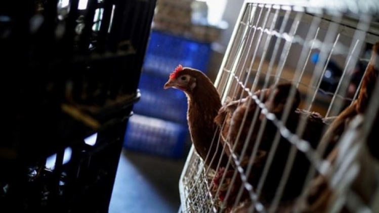 Treize pays imposent un embargo total ou partiel sur l'importation de volailles belges