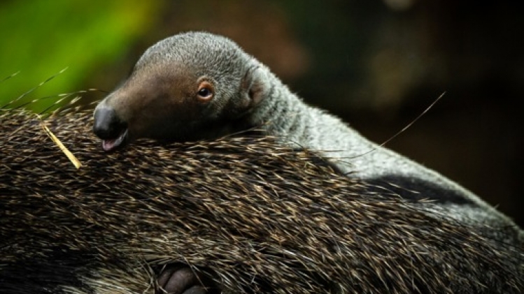 Les zoos d'Anvers et de Planckendael ont accueilli 1,78 million de visiteurs en 2023