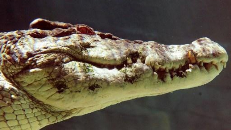 Australie : un enfant en danger de mort après avoir été attaqué par un crocodile