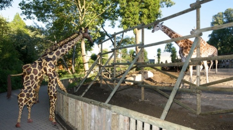 Bellewaerde accueille une nouvelle girafe de Rothschild