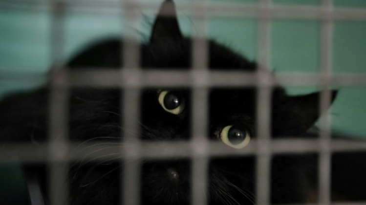 Près de 45.000 animaux pris en charge en 2023 par la SPA, surtout des chats