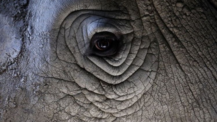 Premier succès d'un transfert d'embryon sur un rhinocéros blanc