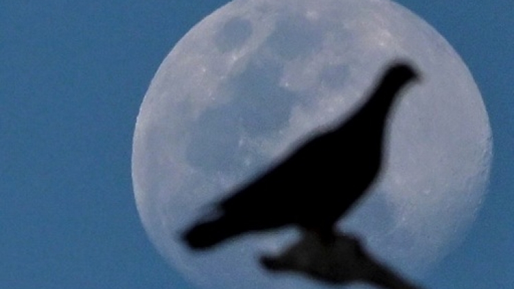 Inde : un pigeon, espion présumé, relâché après avoir été blanchi