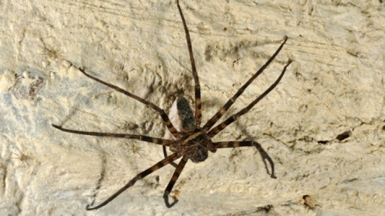 L'araignée Nesticus cellulanus élue araignée européenne de l'année