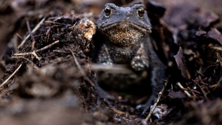 La migration des batraciens débute de façon anticipée