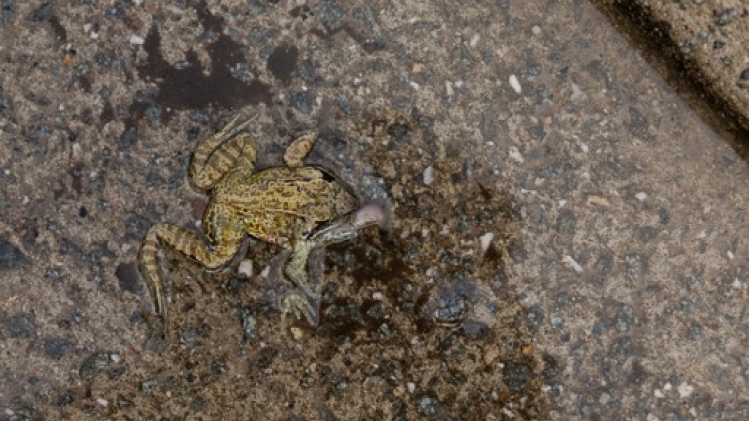 Les volontaires de Natagora à la rescousse des batraciens en Wallonie et à Bruxelles