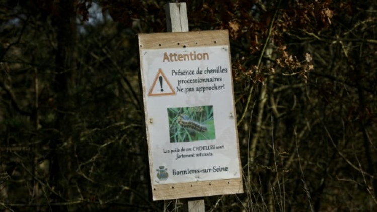 Avec les hivers doux, l'inquiétante progression des chenilles urticantes en France