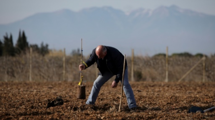 Face à la sécheresse, la tentation de la pistache dans les Pyrénées-Orientales