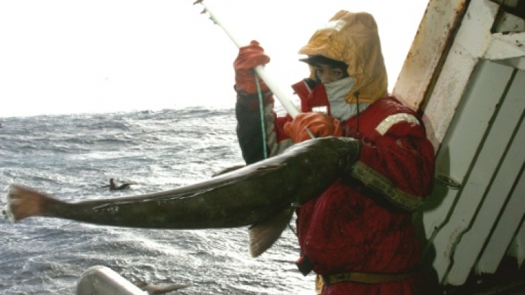 Captures de dauphins: la pêcherie des Kerguelen en modèle?