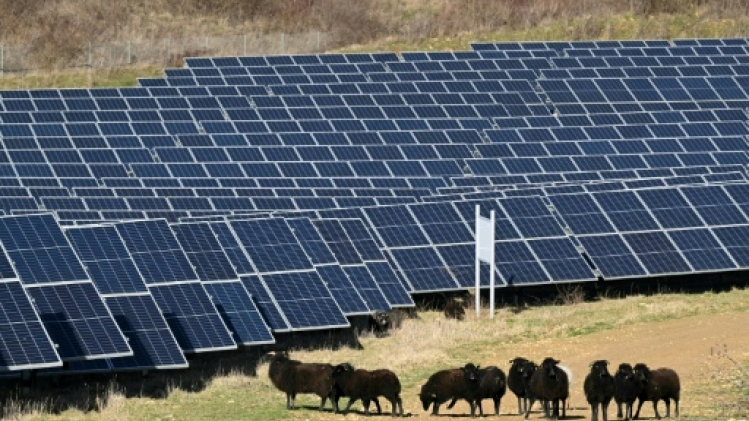 Ferme solaire de Marcoussis: les moutons, alliés naturels de l'énergie verte