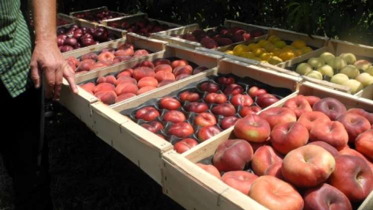 Pesticides: des polluants éternels toujours plus présents dans les fruits et légumes en Europe, dénoncent des ONG