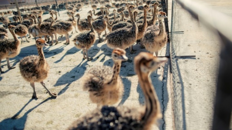 Afrique du Sud: la capitale de l'autruche n'a pas perdu son plumage