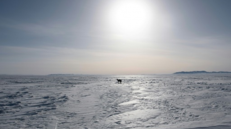 En Mongolie, un hiver extrême décime les cheptels des nomades