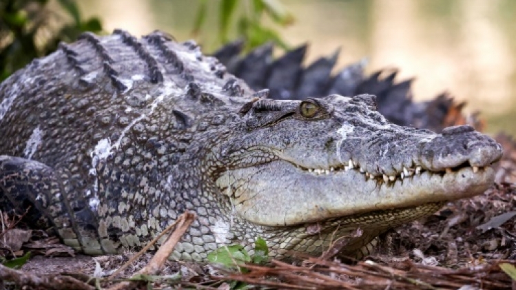 En Australie, du risque d'extinction au paradis des crocodiles