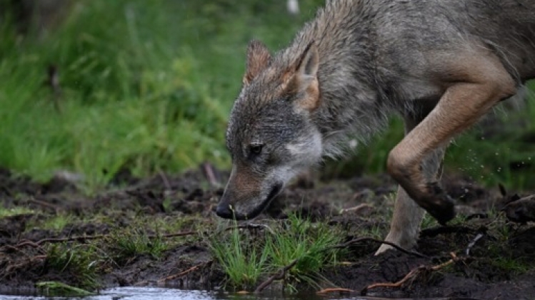 Un loup parcourt la plus longue migration connue à ce jour, 1.190 km