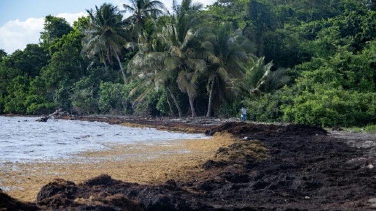 L'imbroglio du statut juridique des sargasses, fléau des plages de Guadeloupe
