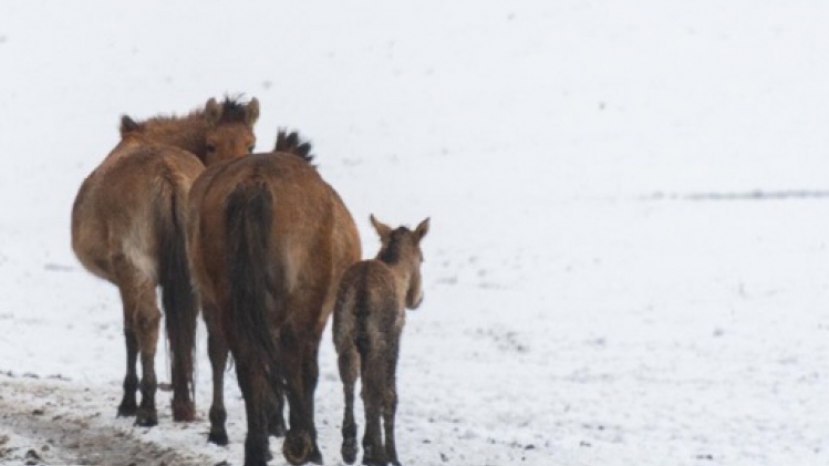 Les zoos de Prague et de Berlin réintroduisent des chevaux sauvages au Kazakhstan