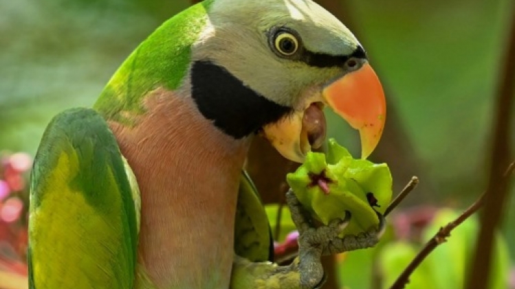 La fièvre des perroquets en hausse dans plusieurs pays européens, selon l'OMS