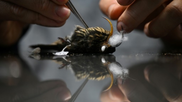 Au pays des oiseaux, une fragile collection de toutes les espèces aviaires de Colombie