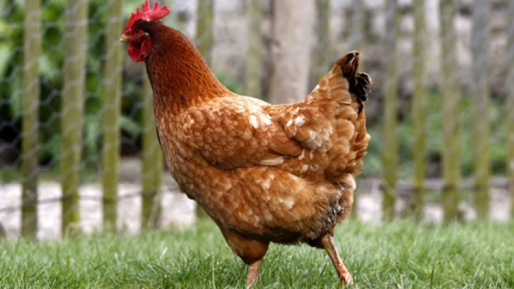 Les Néerlandais mis en garde contre la présence de PFAS dans les oeufs de leurs poules