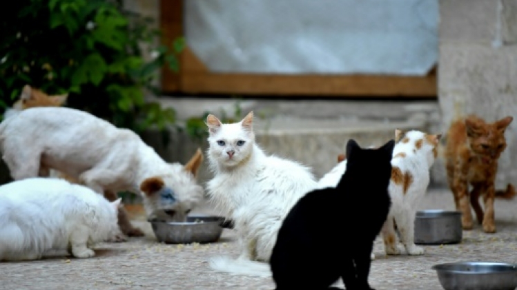 Plus de 150 chats délaissés dans 80 m2: 18 mois avec sursis requis à Nice