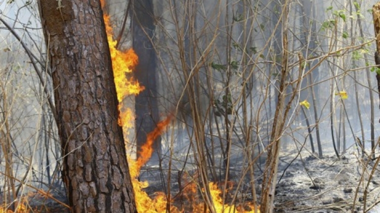 Venezuela: 12 arrestations pour des incendies de forêt