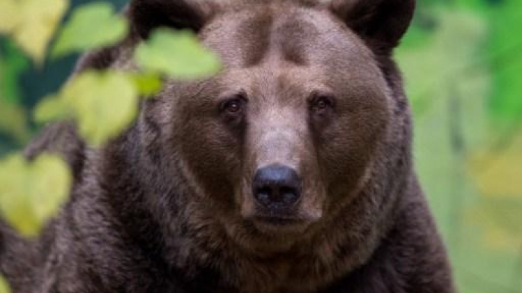Nouvelles attaques d'ours bruns en Slovaquie