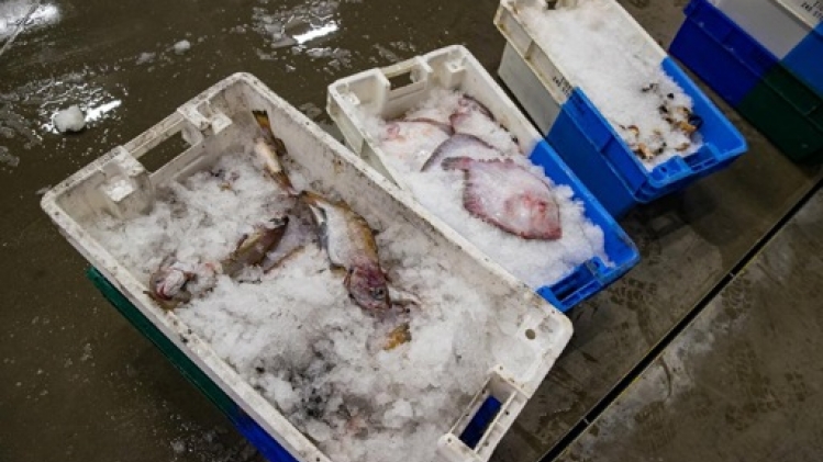 Baisse des prises de pêche en 2023 en Belgique