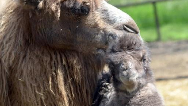 Un bébé chameau pointe le bout de son museau au zoo de Planckendael