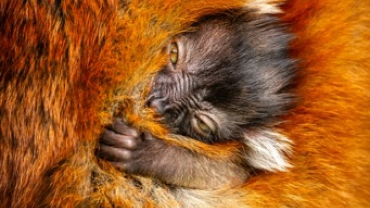 Naissance d'un lémur noir à Planckendael