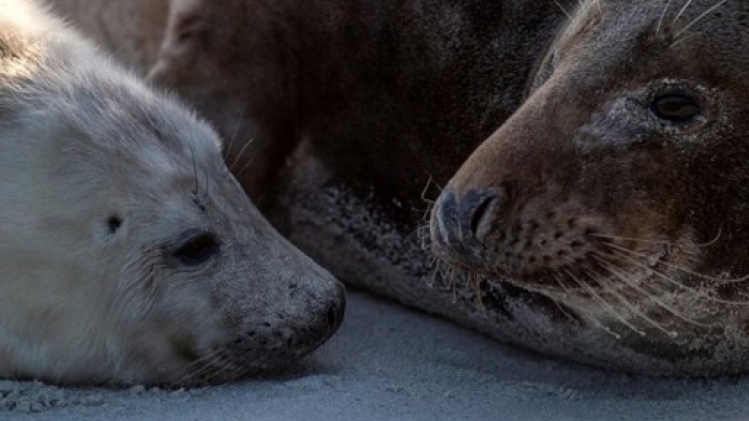 Sea Life relâche trois bébés phoques sur la plage de Blankenberge
