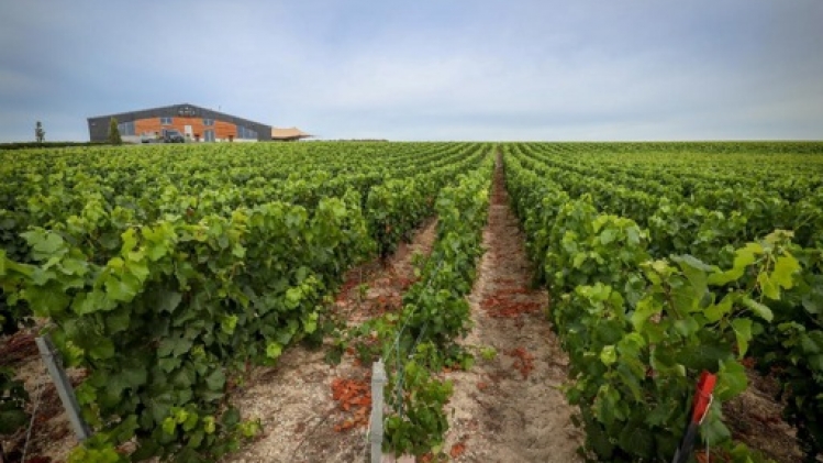 Un nouveau salon pour les vins wallons