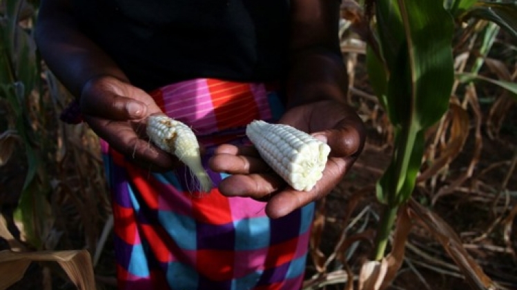 Plus de 24 millions de personnes touchées par la sécheresse dans le sud de l'Afrique