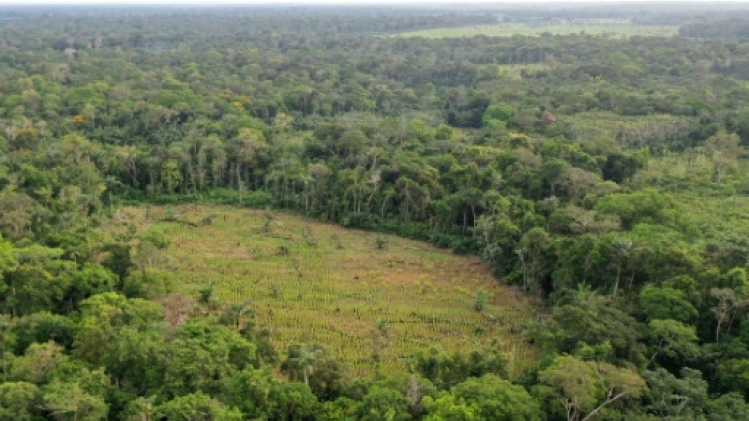 La forêt amazonienne, arme de pression de la guérilla en Colombie