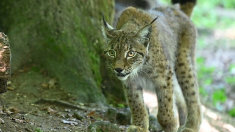 Attention lynx!: des panneaux contre le fléau des collisions mortelles