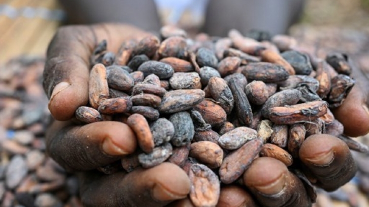 Chute historique du prix du cacao: une baisse de plus de 25% en deux jours
