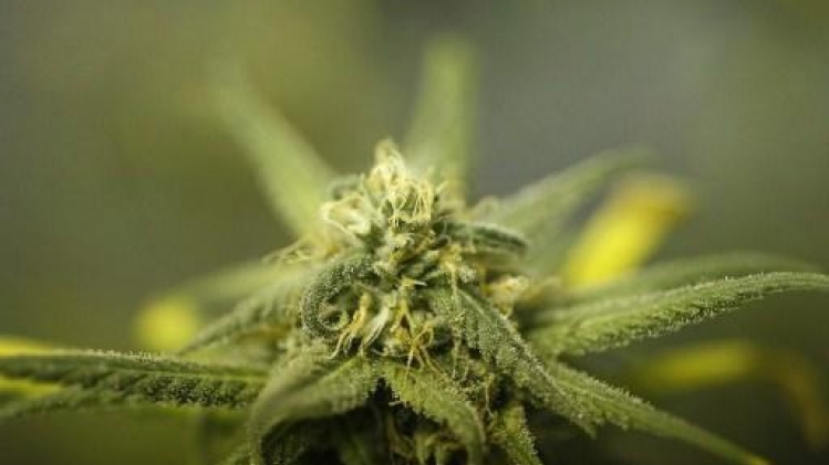 Le cannabis bientôt reclassé aux Etats-Unis comme une drogue moins dangereuse