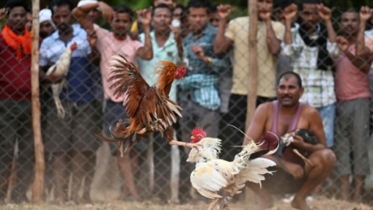 En Inde, les combats de coqs, un vieux jeu d'argent divertissant des villages isolés