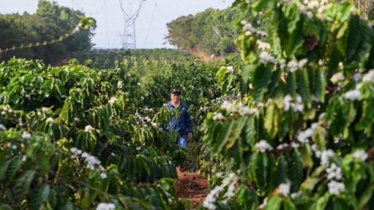 Le prix du café robusta à son plus haut niveau en 45 ans