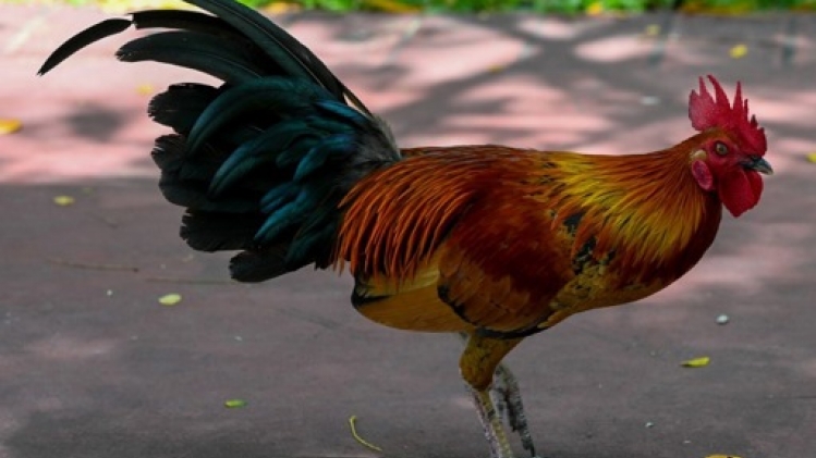 Un mois de prison et des amendes pour l'organisation de combats de coqs dans le Limbourg