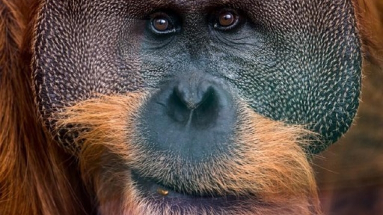 La Malaisie veut s'essayer à la diplomatie de l'orang-outan