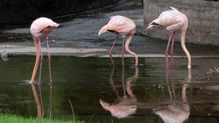 Première ponte chez les flamants roses européens du Bellewaerde Park d'Ypres en 20 ans