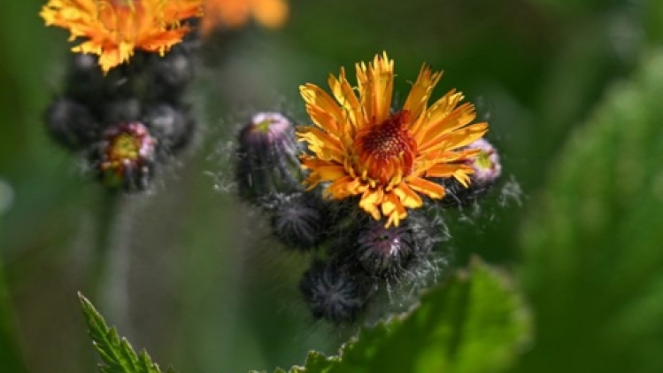 Une semaine d'actions citoyennes pour conscientiser sur la bétonisation de la Wallonie