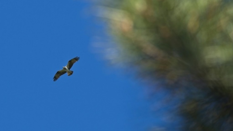 Des mesures pour empêcher la disparition du balbuzard-pêcheur en Corse