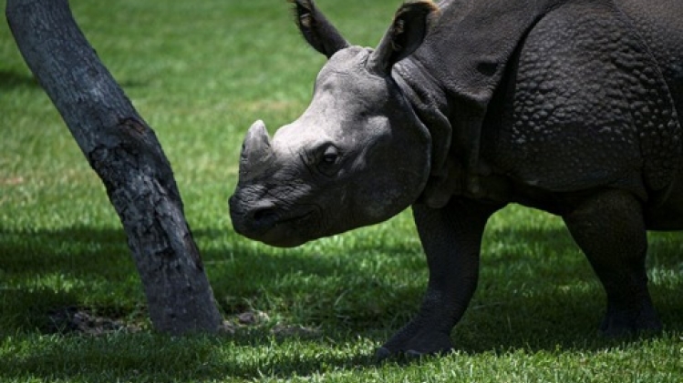 Malgré 20 ans de lutte, le trafic d'animaux sauvages perdure, s'inquiète l'UNODC