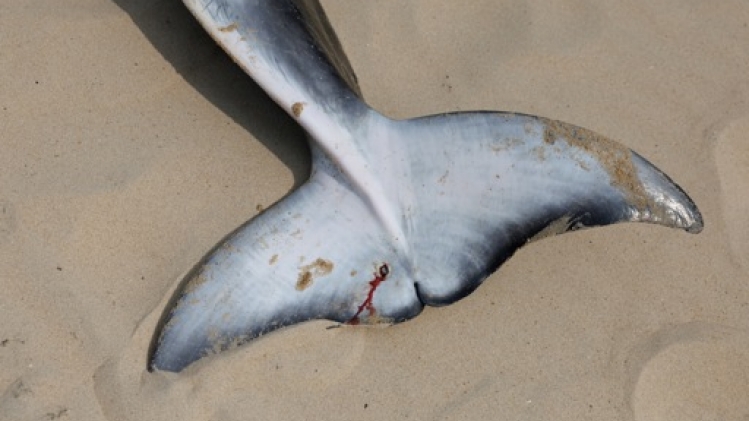 Le petit rorqual échoué sur la plage d'Ostende est probablement mort de faim